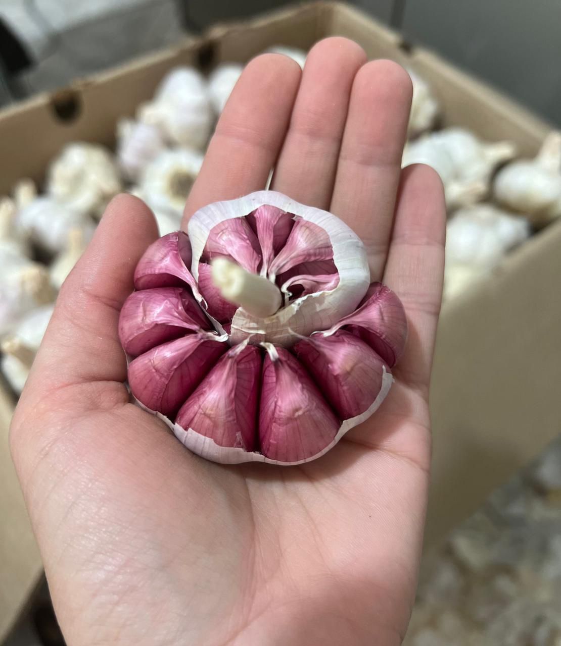 WhatsApp Image 2025-02-05 at 11.38.09.jpeg