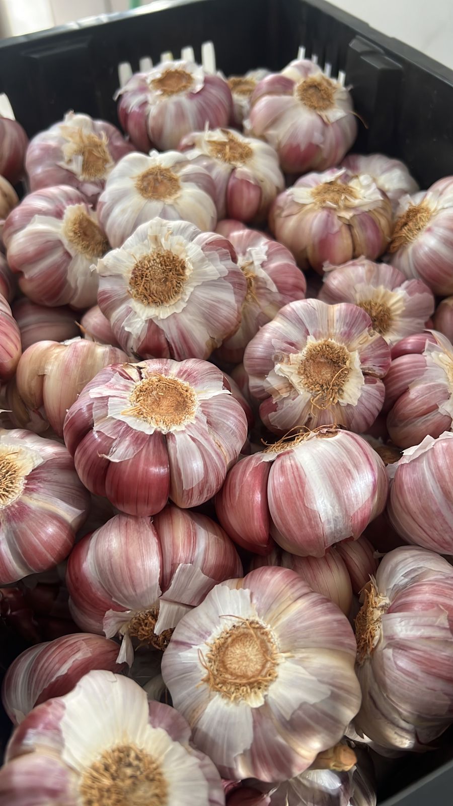 WhatsApp Image 2025-08-15 at 16.13.44.jpeg